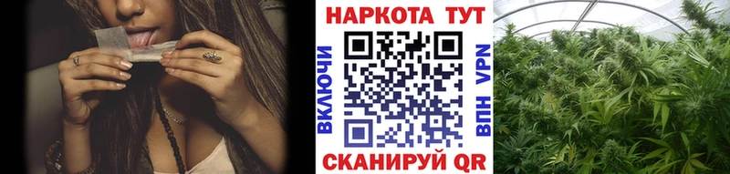 Канабис Удомля